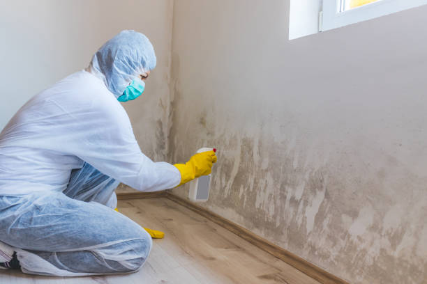Licensed Commercial Mold Remediation service in Cedar Springs, MI - WQB Mold Removal