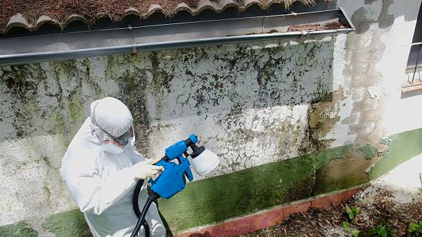 Top rated local Commercial Mold Remediation specialists in Cedar Springs, MI